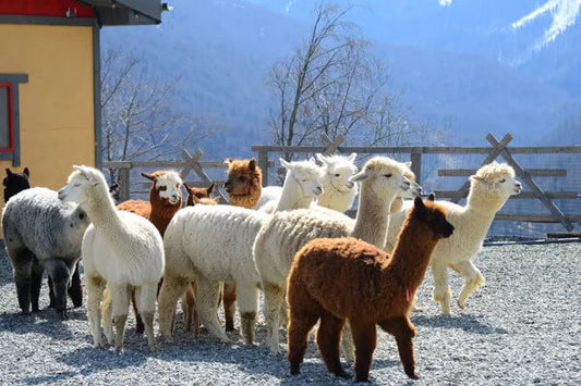 Alpaca Wool: The Soft Treasure of the Andes