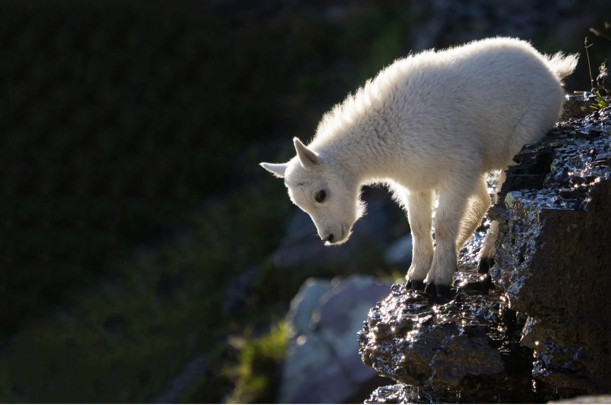 Cashmere & Silk Yarn Collection