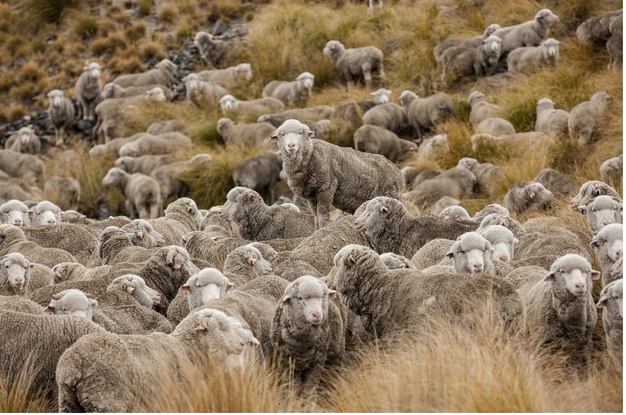 Merino Wool Yarns. Merino wool Yarn on Cone. Fine Merino Yarn